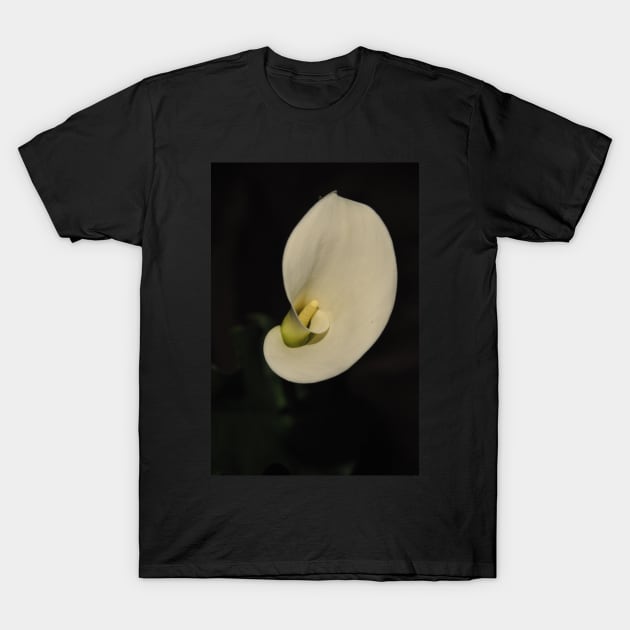 White Calla Lily T-Shirt by MolinArte